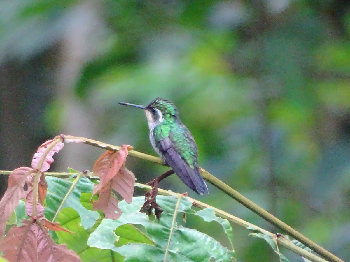 Green-breasted Mountain-gem - ML66551621