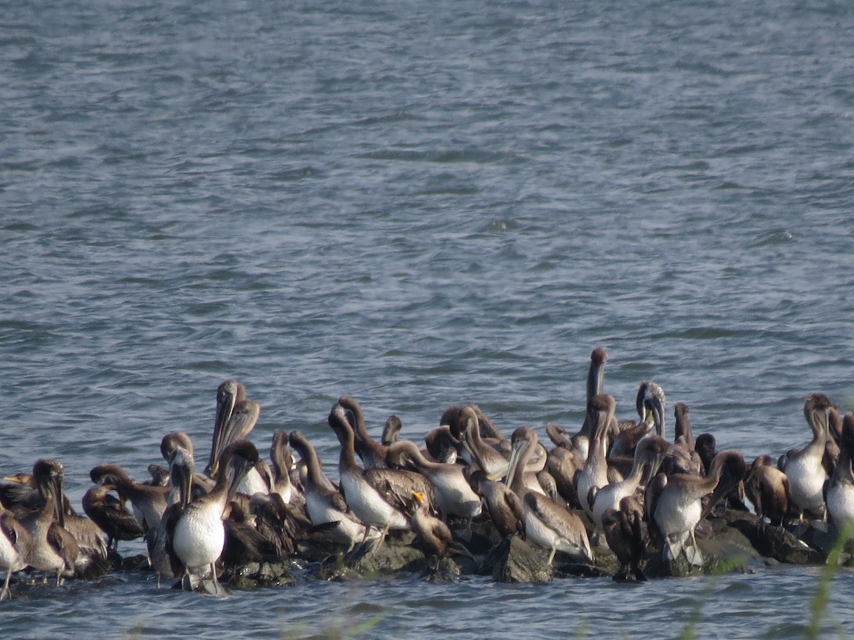pelikán hnědý - ML66551751