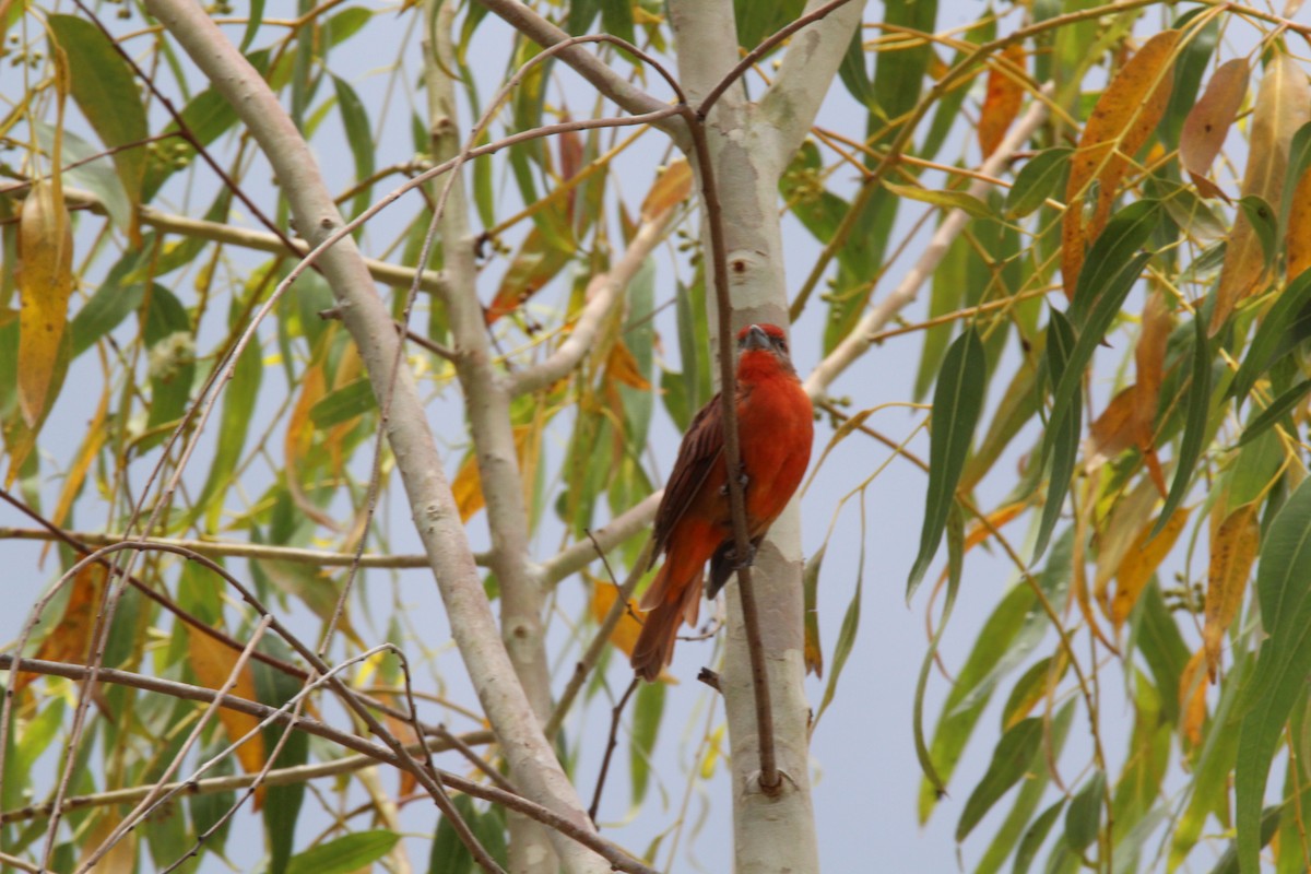 Hepatic Tanager - ML66551791