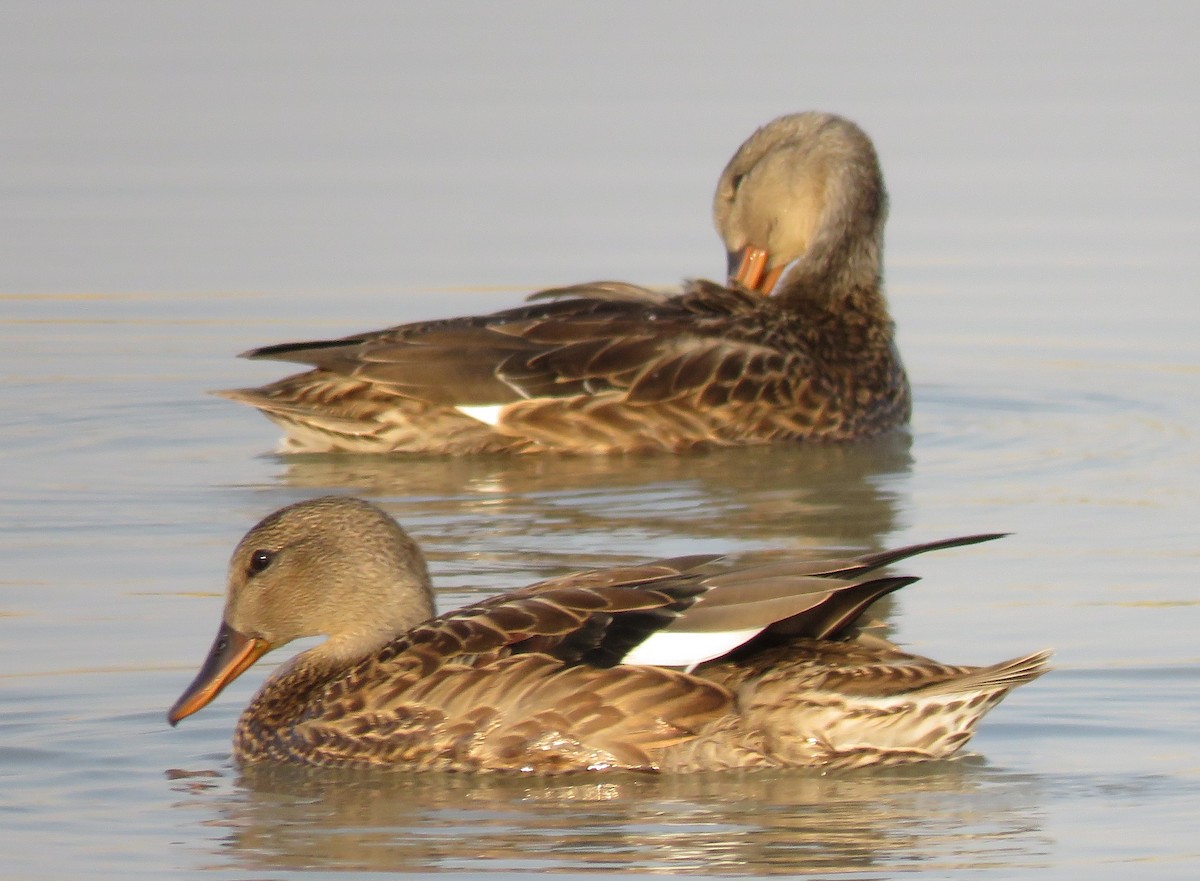 Gadwall - ML66551971