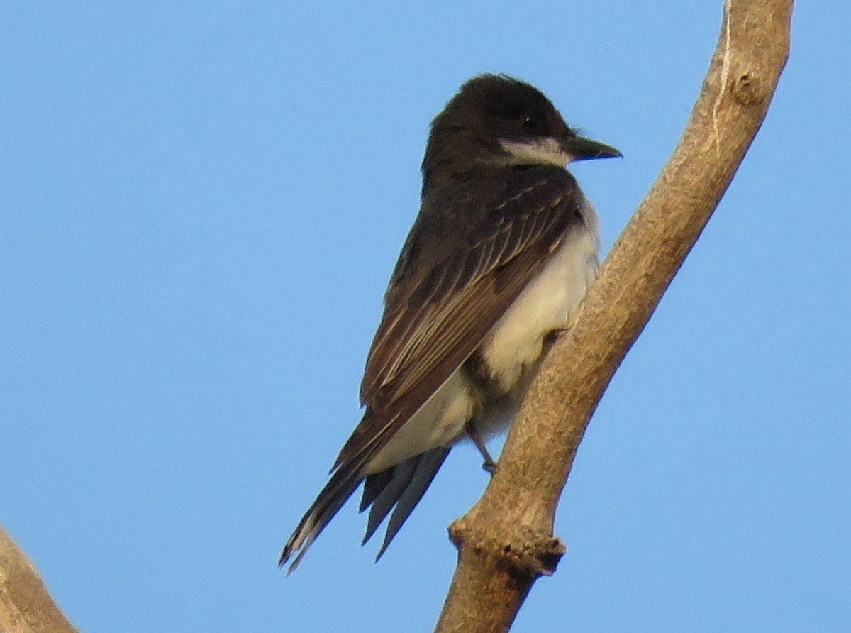 Eastern Kingbird - ML66552131