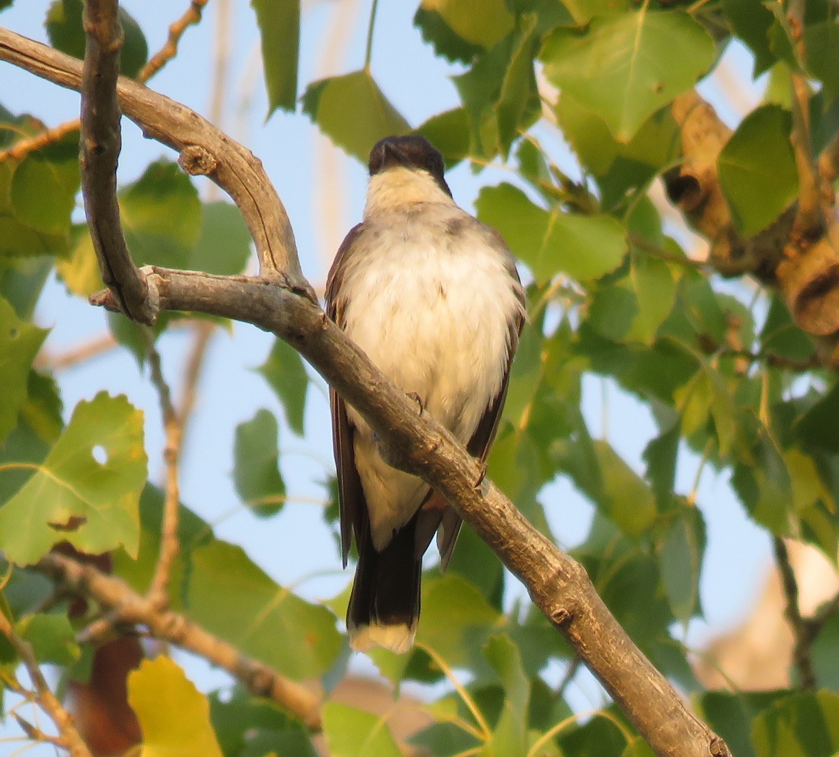 Eastern Kingbird - ML66552151