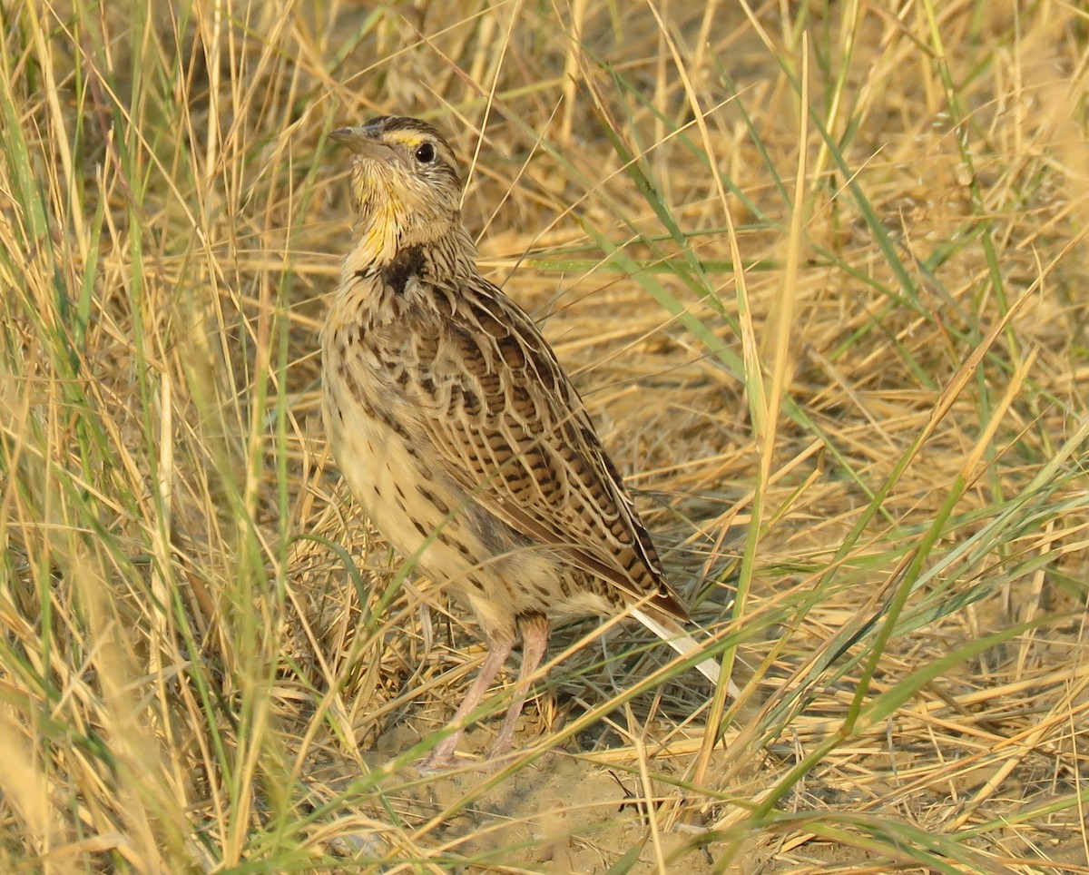 Western Meadowlark - ML66552211