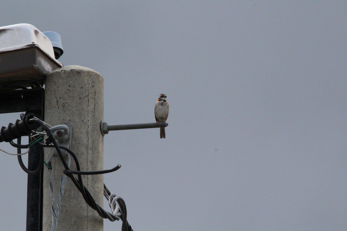Rufous-collared Sparrow - ML66552241