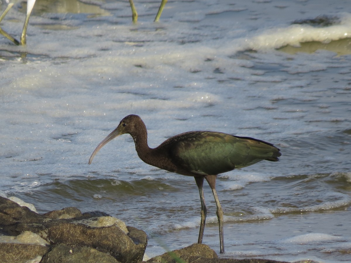ibis hnědý - ML66552341
