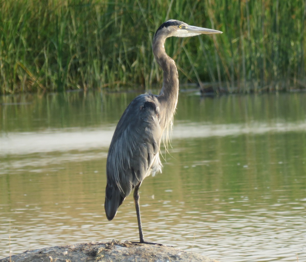 Great Blue Heron - ML66557091