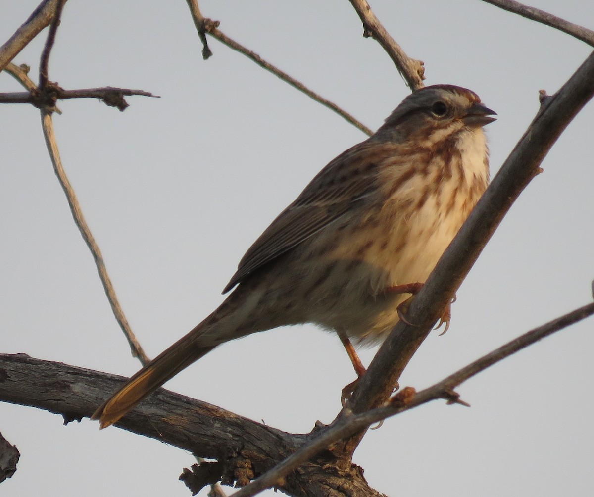 Song Sparrow - ML66557391