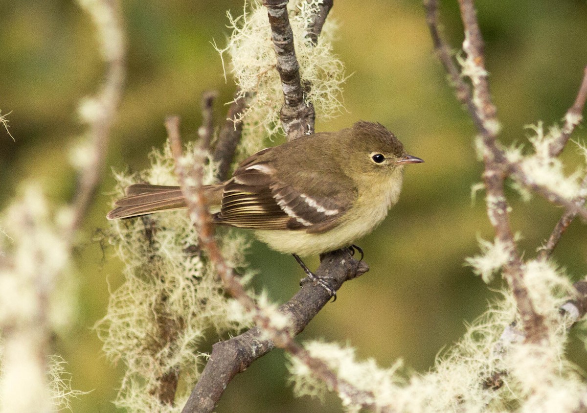 Sierran Elaenia - Paul Fenwick