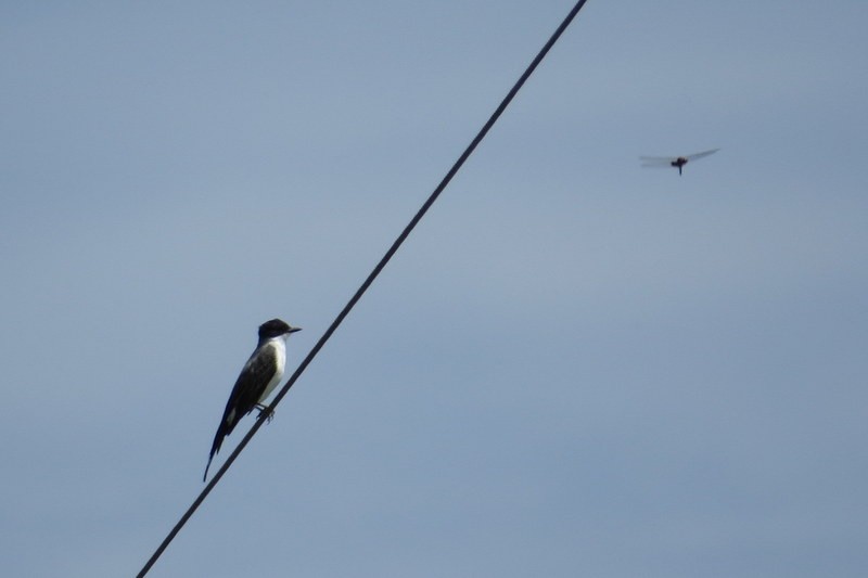 Fork-tailed Flycatcher - Leslie Martin