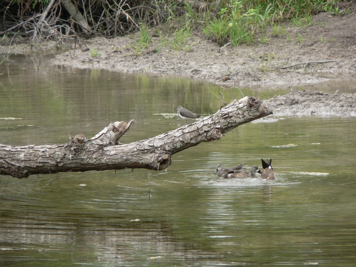 Solitary Sandpiper - ML66559001