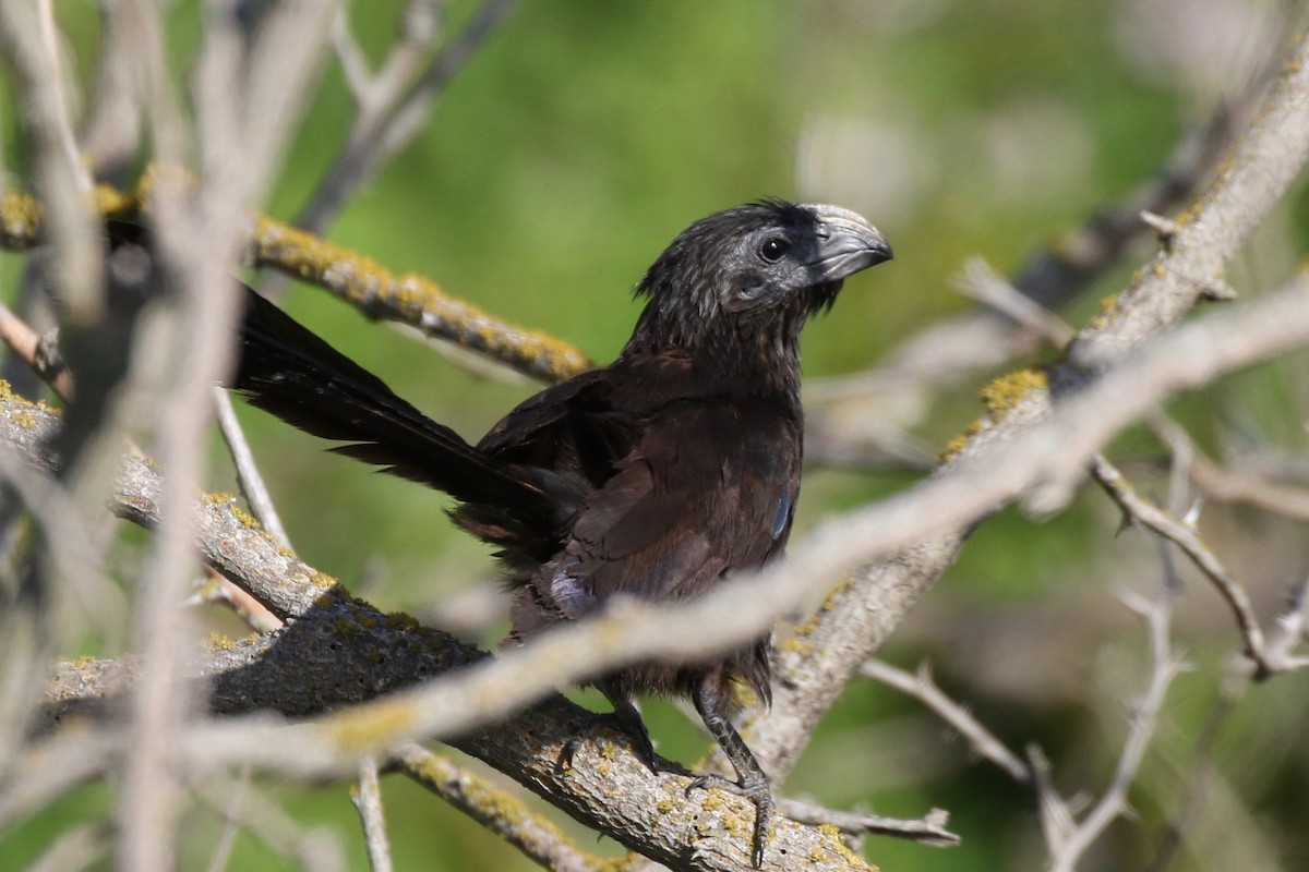 Groove-billed Ani - ML66559221