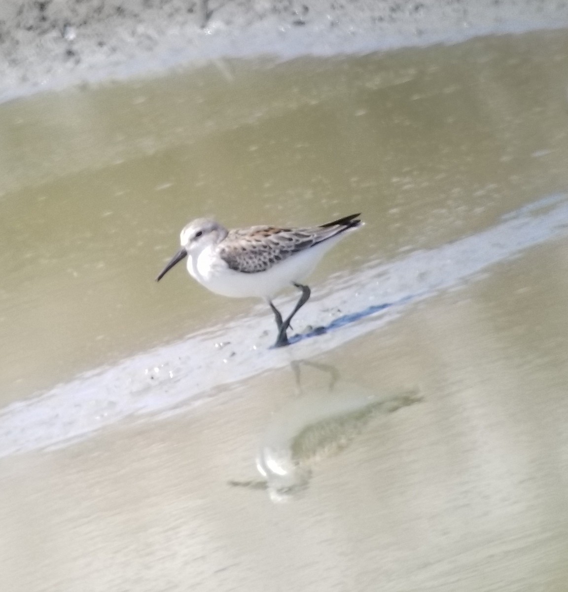 Western Sandpiper - ML66560581