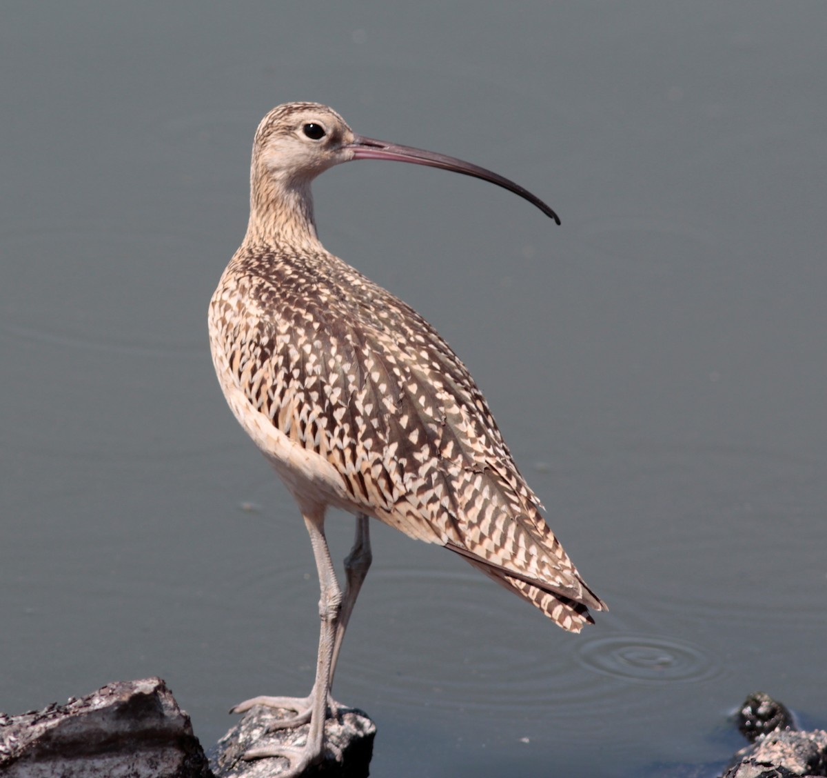 Long-billed Curlew - Will Wright