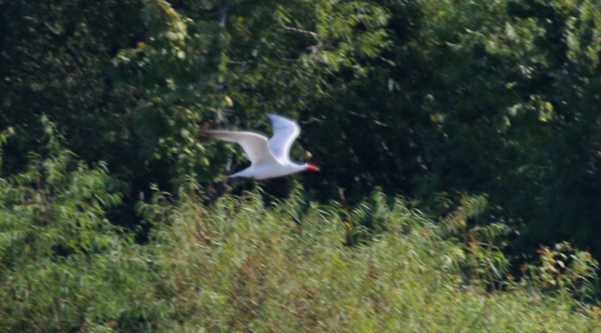 Caspian Tern - ML66562611