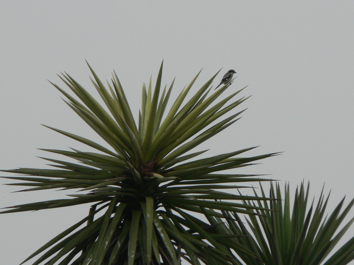 Loggerhead Shrike - ML66562631