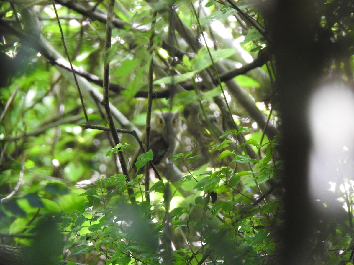 Whiskered Screech-Owl - ML66563881