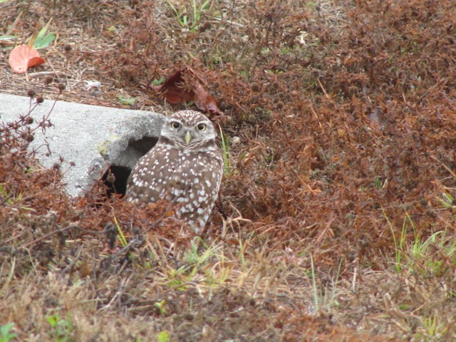 Burrowing Owl - ML66564611