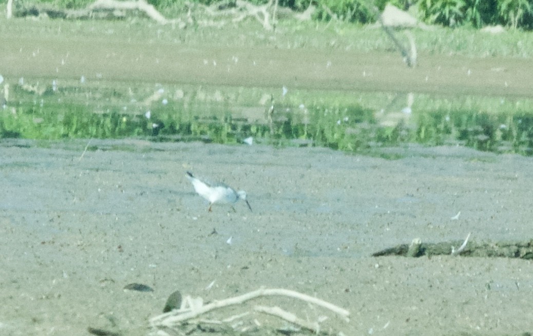 Phalarope de Wilson - ML66565591