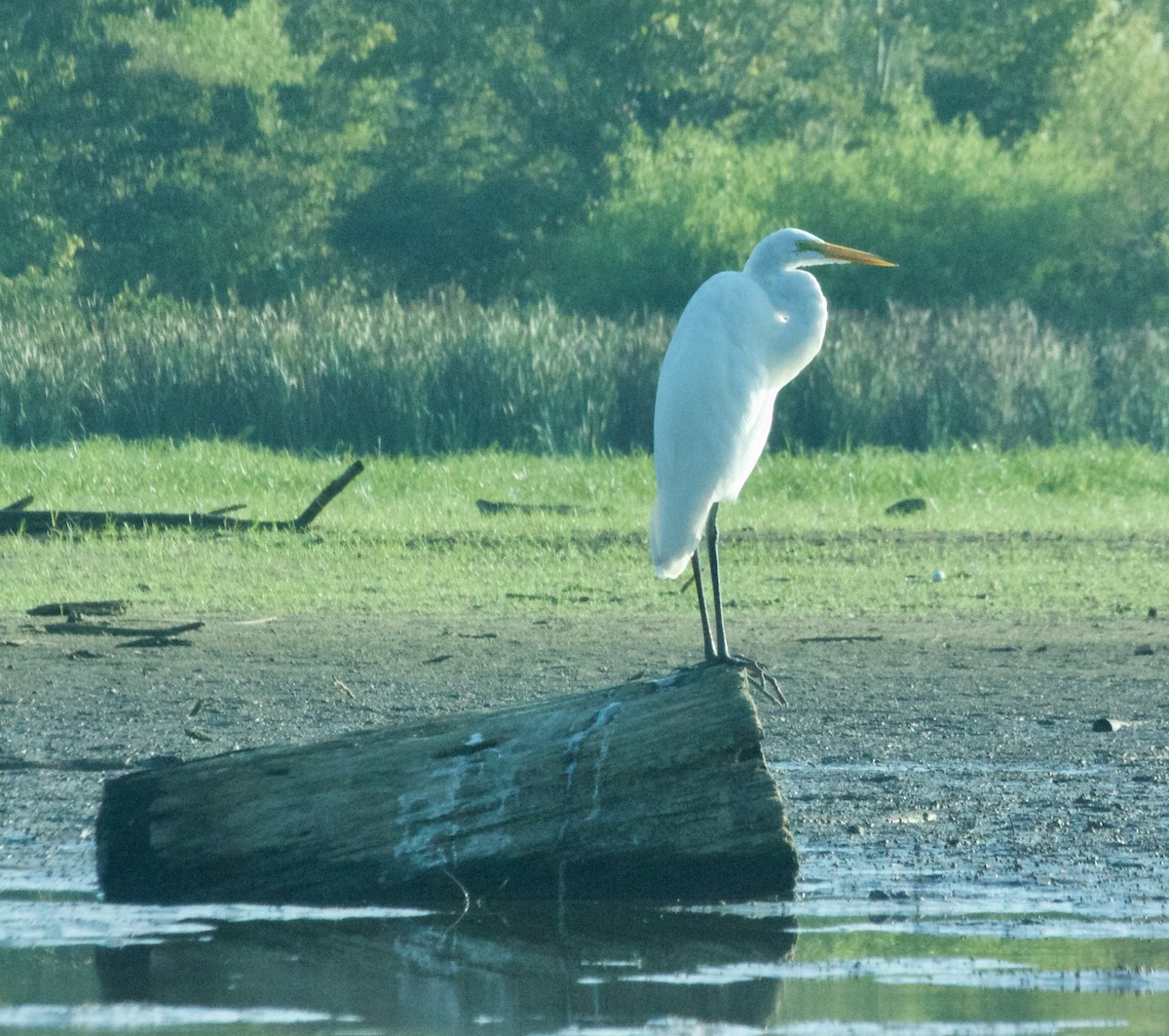 Great Egret - Eddie Owens