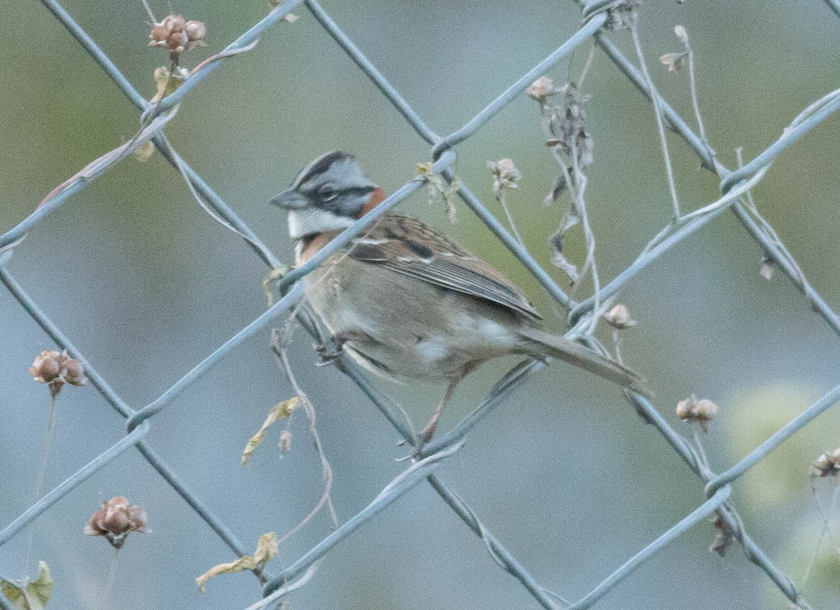 Rufous-collared Sparrow - ML66566121