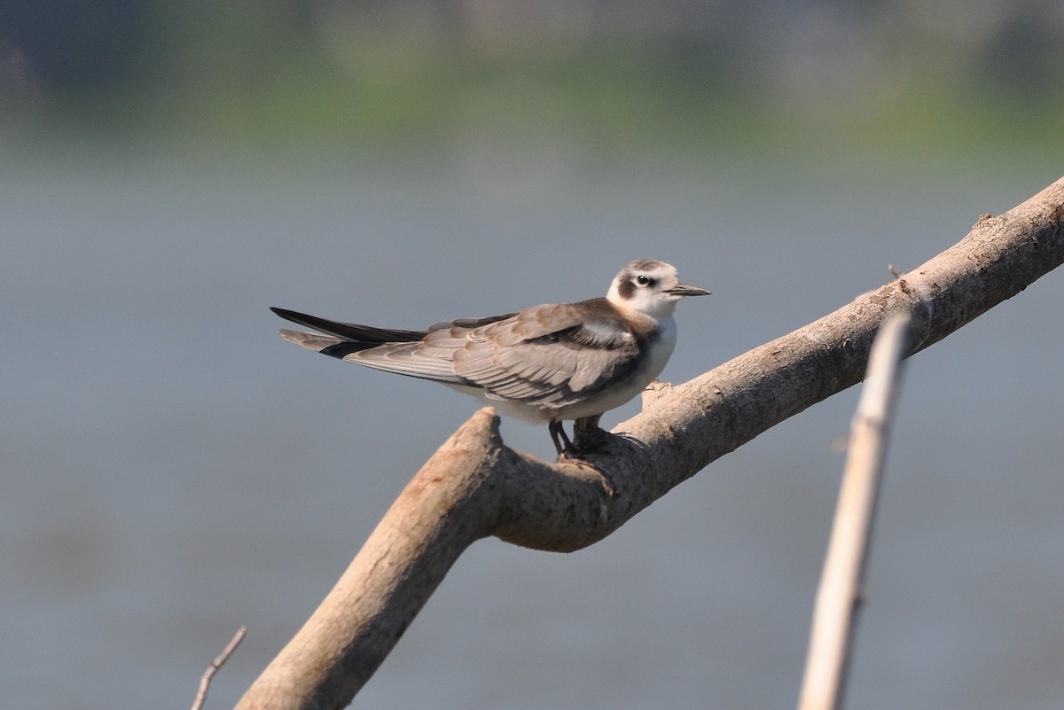 Black Tern - ML66567171