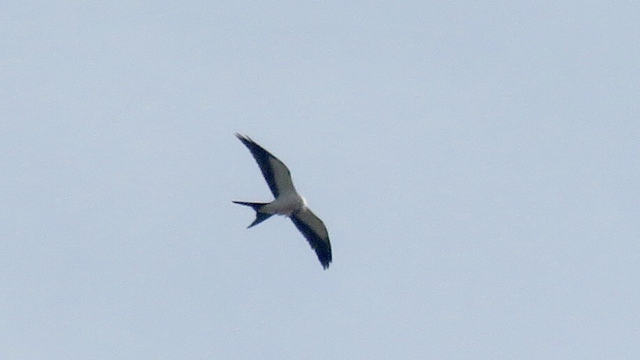 Swallow-tailed Kite - ML66567381