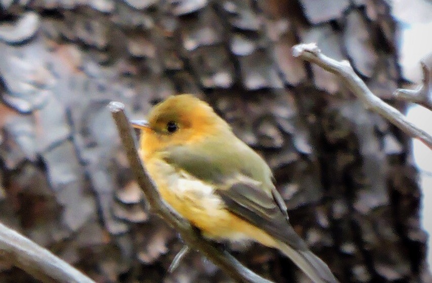 Tufted Flycatcher - ML66567581