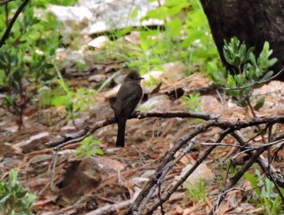 Western Wood-Pewee - Usha Tatini