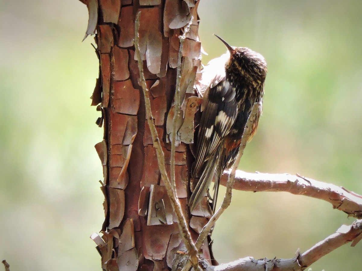 Brown Creeper - Usha Tatini