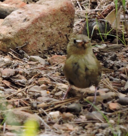 House Wren - ML66567771