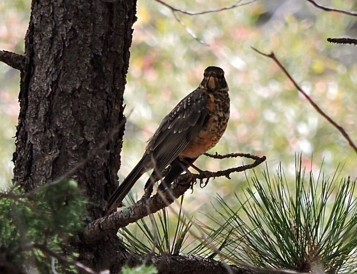 American Robin - ML66567821