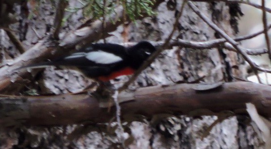 Painted Redstart - ML66568021