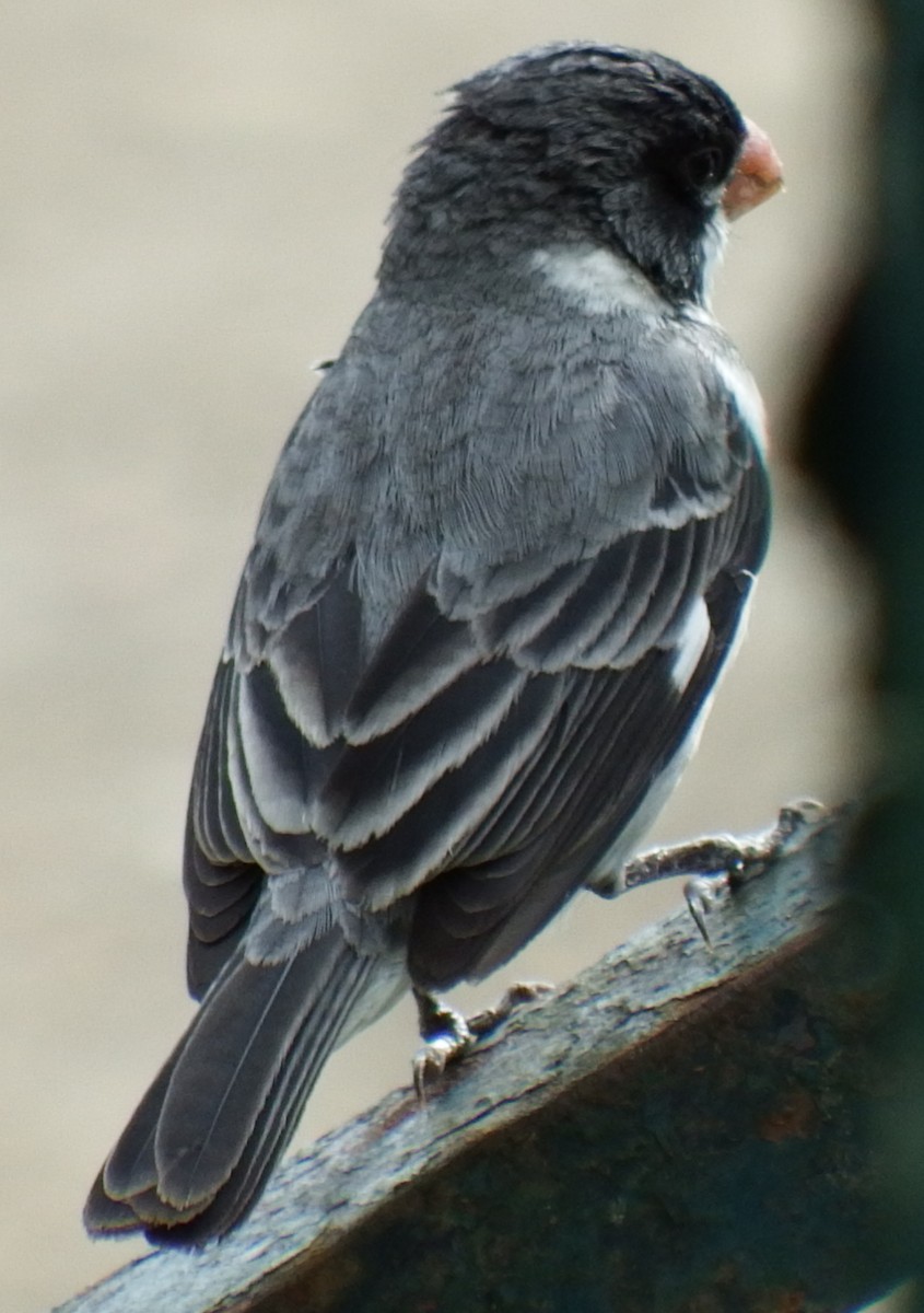 White-throated Seedeater - ML66569161