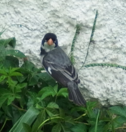 White-throated Seedeater - ML66569241