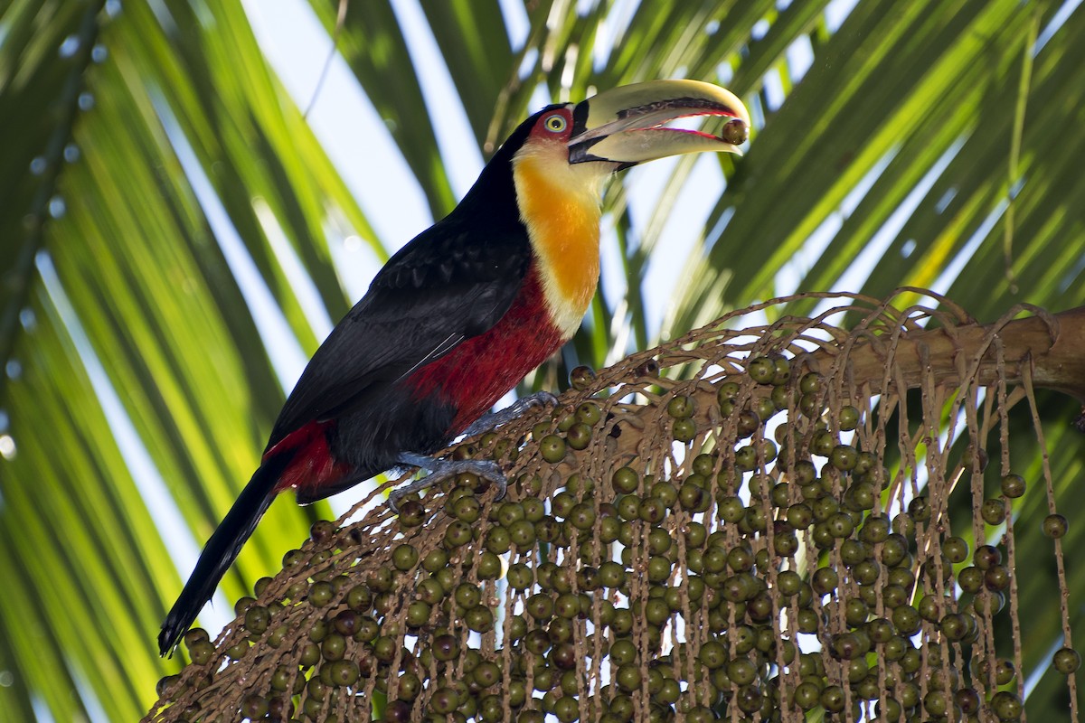 Red-breasted Toucan - ML66569711