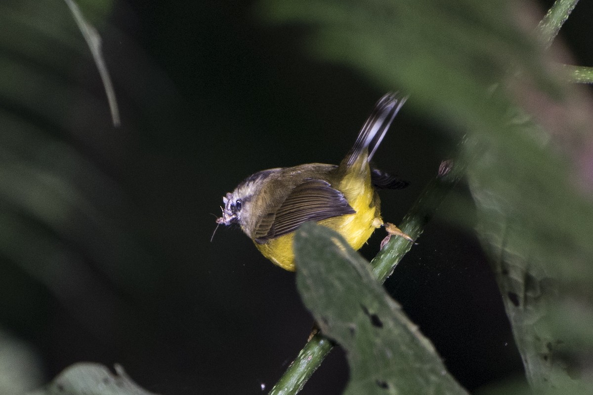 Golden-crowned Warbler - Luiz Carlos Ramassotti
