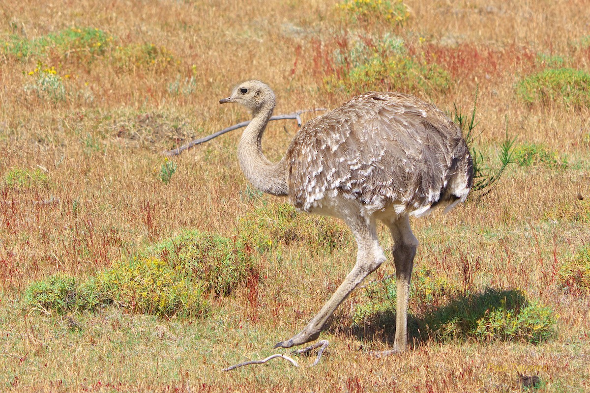 Lesser Rhea - ML66569831