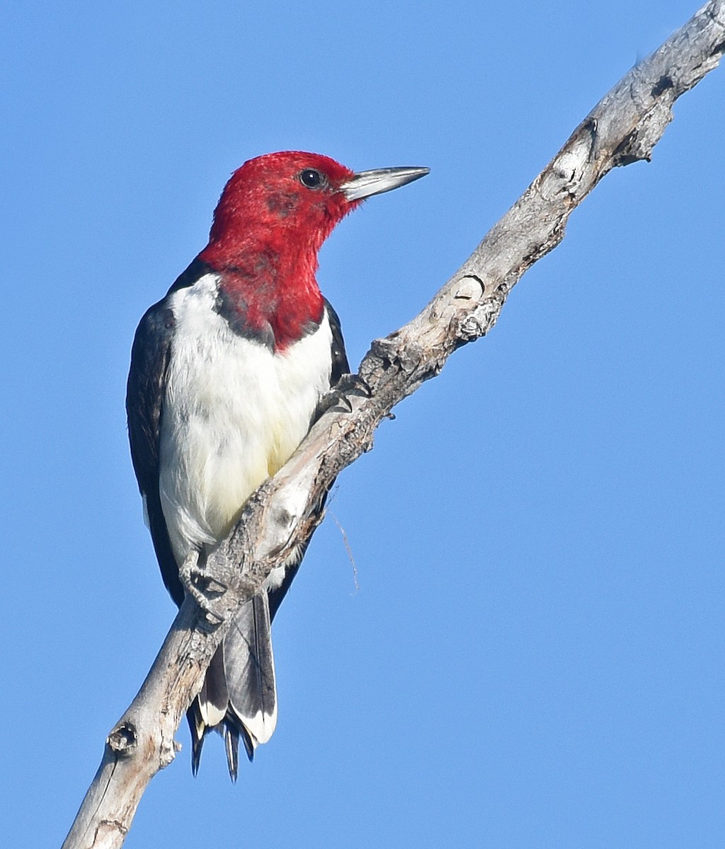 Red-headed Woodpecker - ML66569891