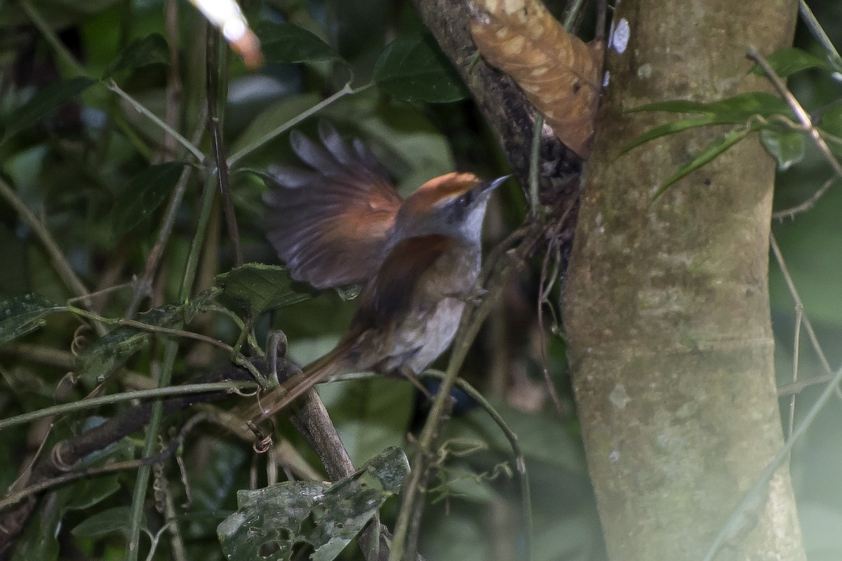 Rufous-capped Spinetail - ML66569971