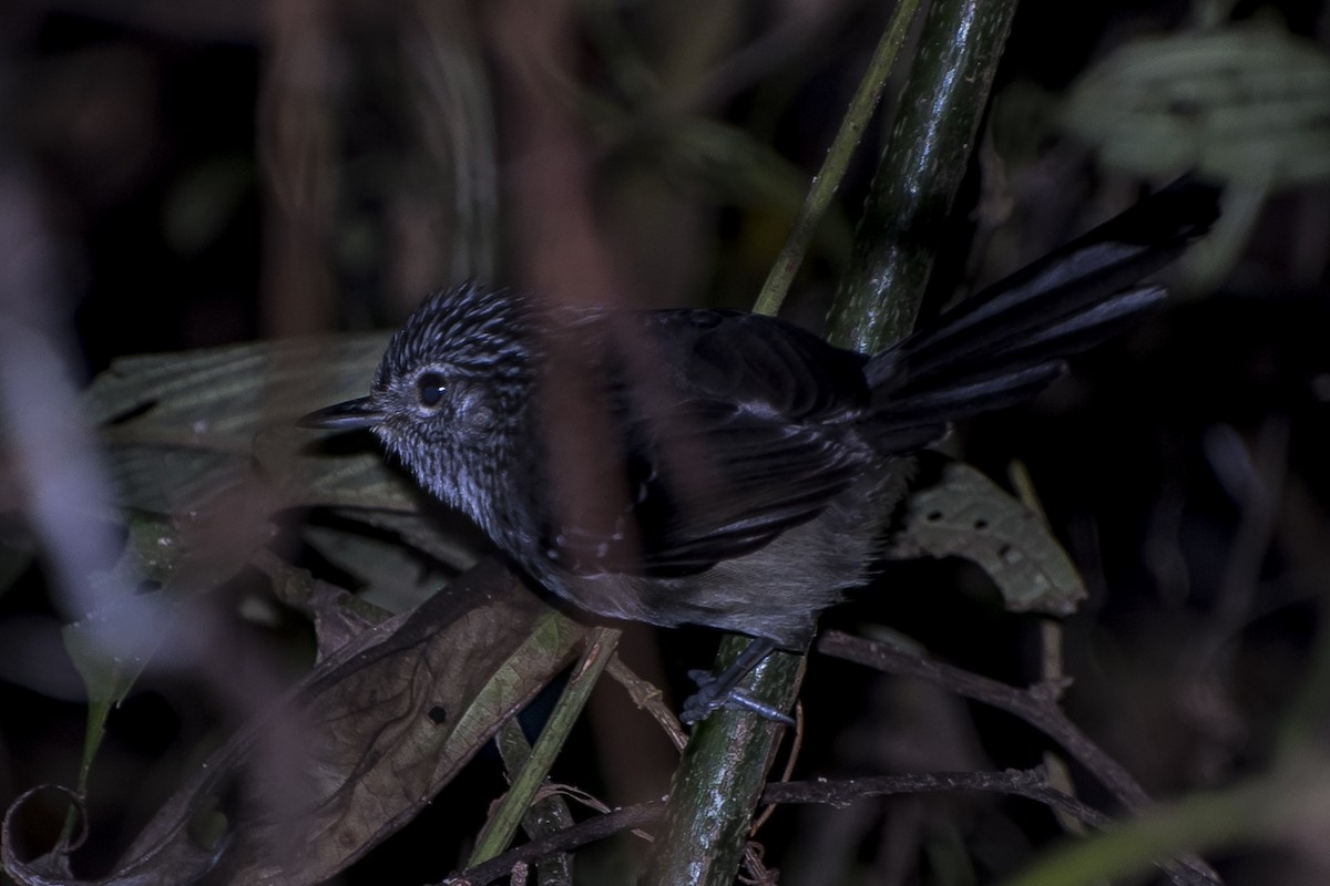 Dusky-tailed Antbird - ML66570001