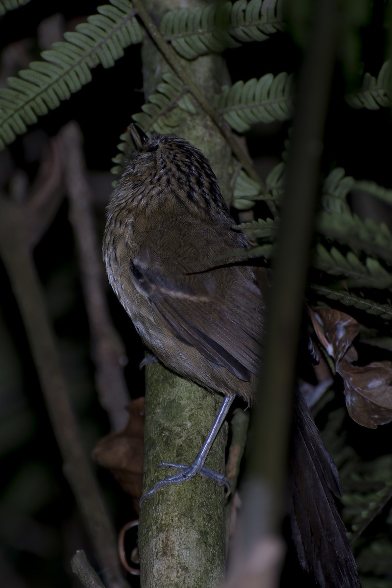 Dusky-tailed Antbird - Luiz Carlos Ramassotti