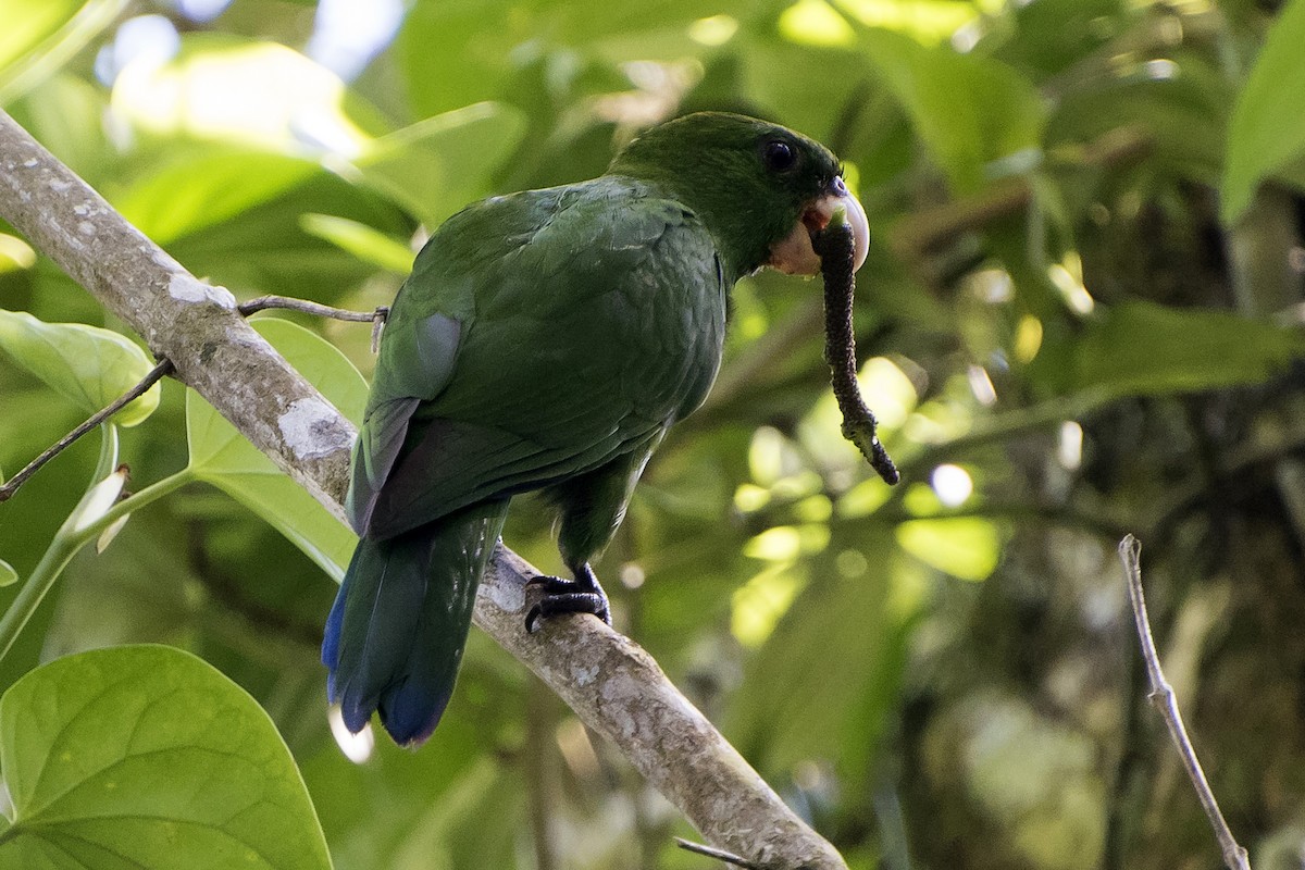 Blue-bellied Parrot - ML66570081