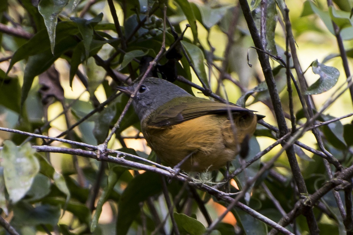 Gray-hooded Flycatcher - ML66570481