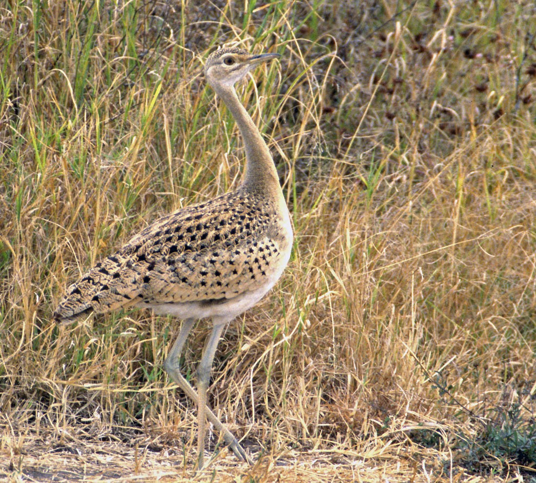 Hartlaub's Bustard - ML66570521