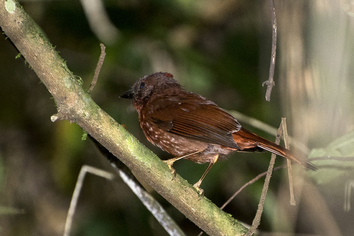 Red-crowned Ant-Tanager - ML66570871