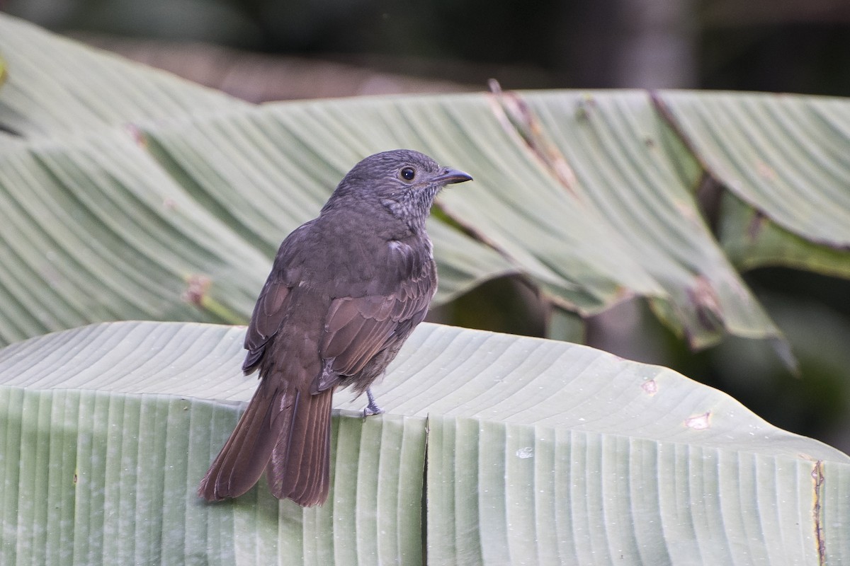 Cinnamon-vented Piha - Luiz Carlos Ramassotti