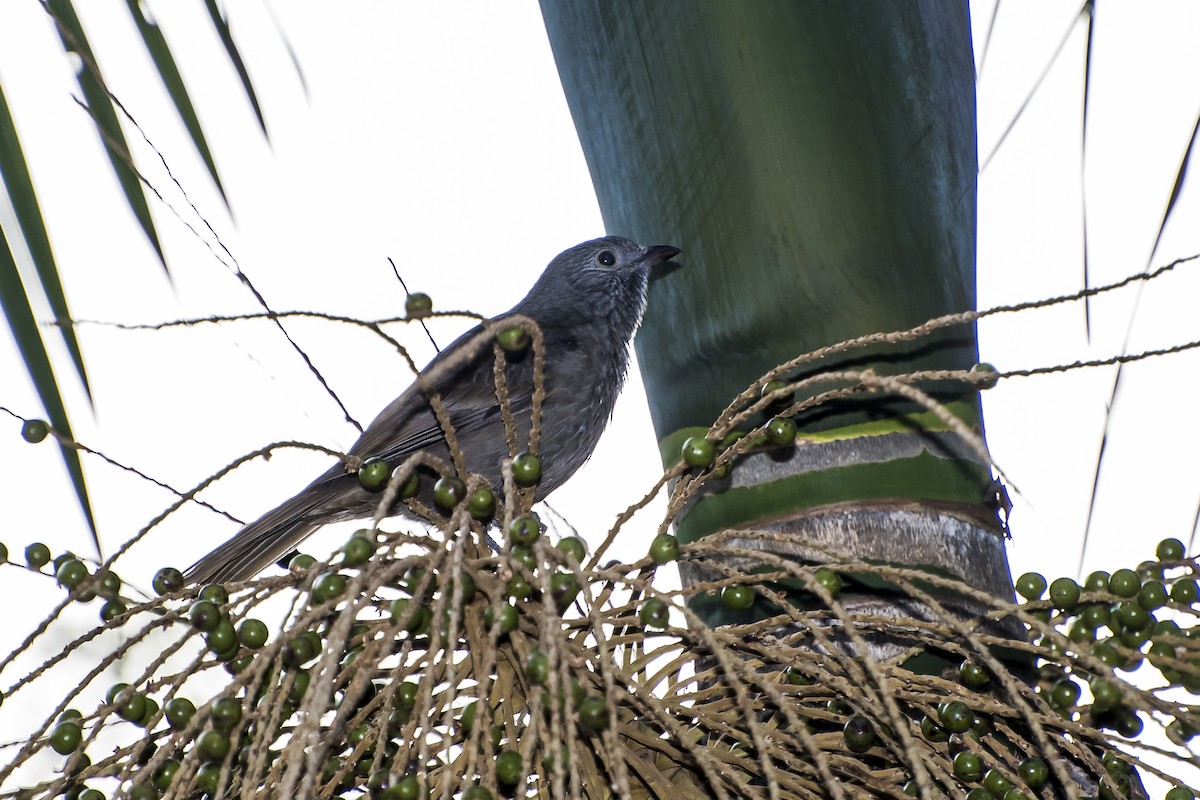 Cinnamon-vented Piha - Luiz Carlos Ramassotti