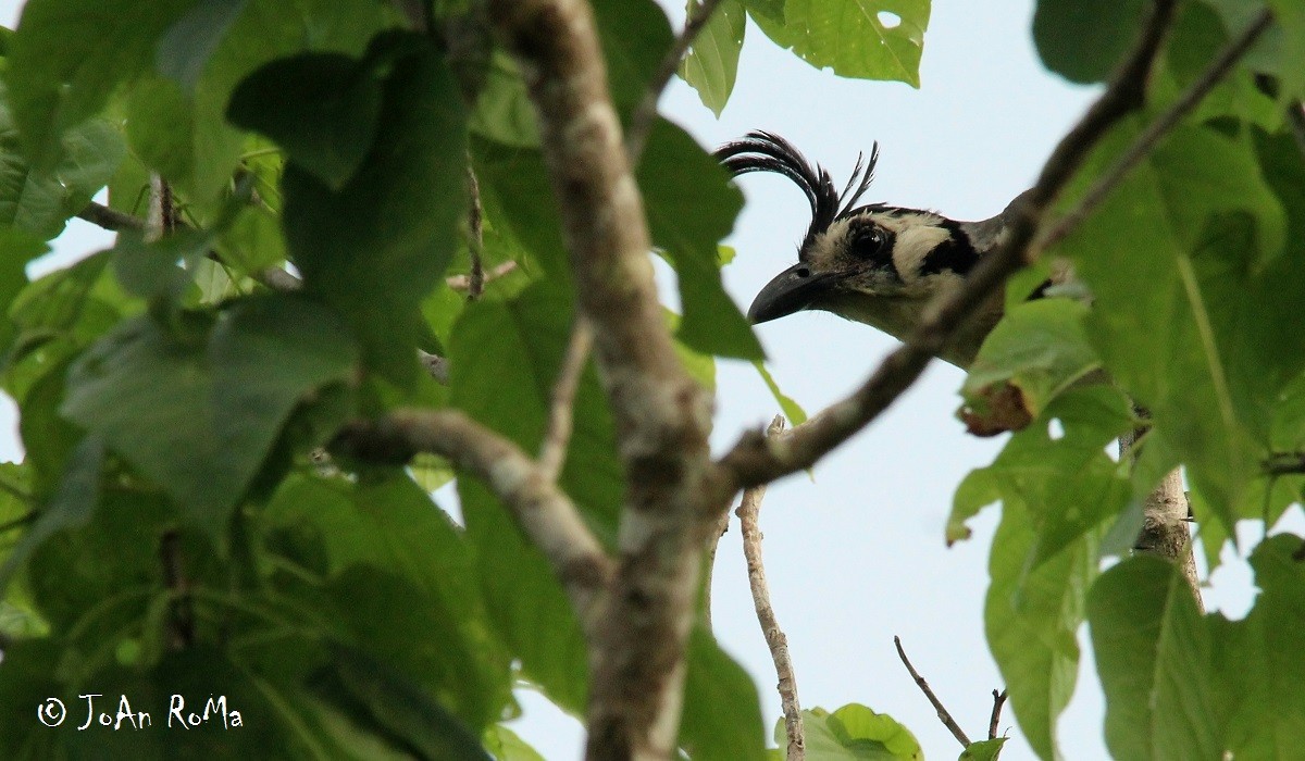 White-throated Magpie-Jay - ML66571471