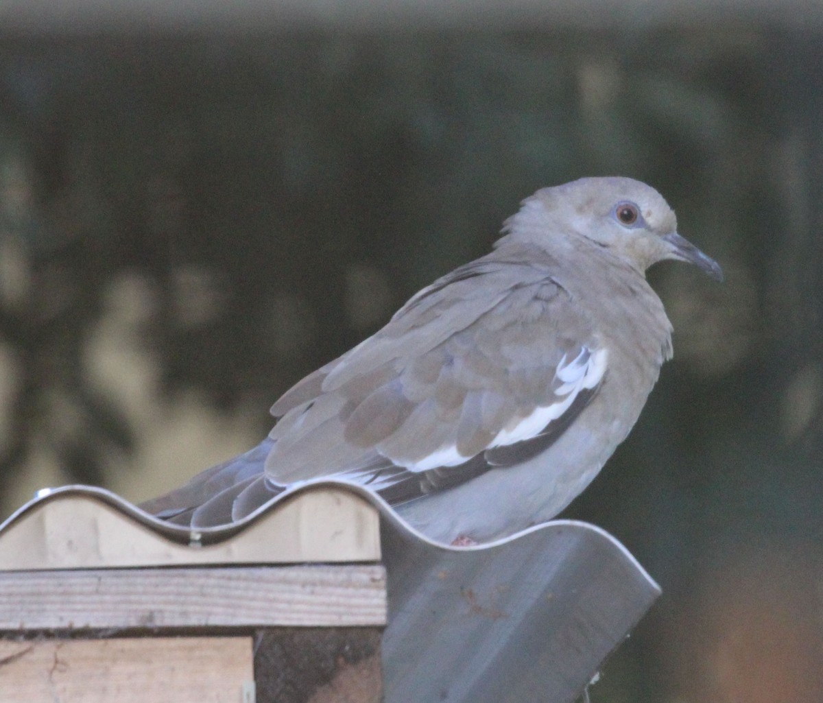 White-winged Dove - Catherine Bourne