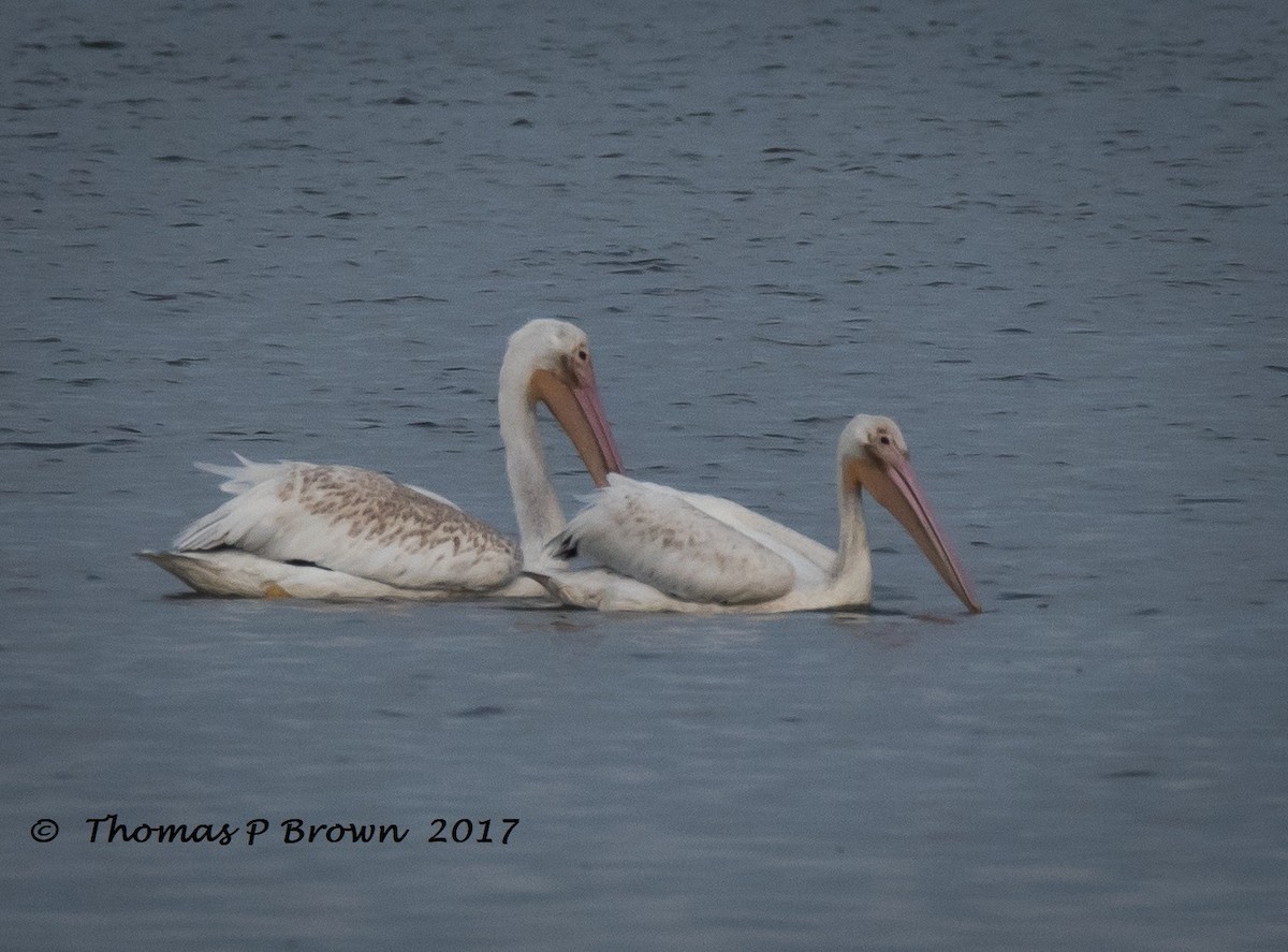 pelikán severoamerický - ML66572191